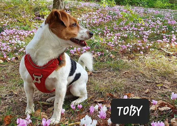 Les Hauts De - D'hotes دوم